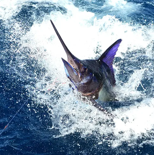 Fishing at OC Beachfront rentals