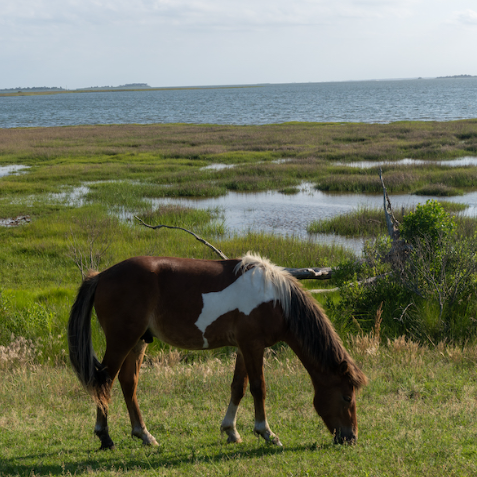 Horse Riding OC Beachfront rentals